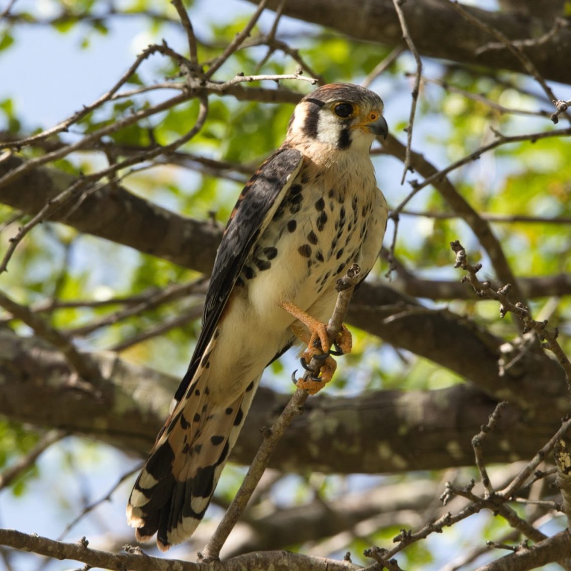 American Kestrel American Kestrel Rodney Bay St Lucia